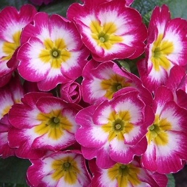 Multi-Color Primula Malacoides Seeds, Primrose Seeds, 100pcs/pack