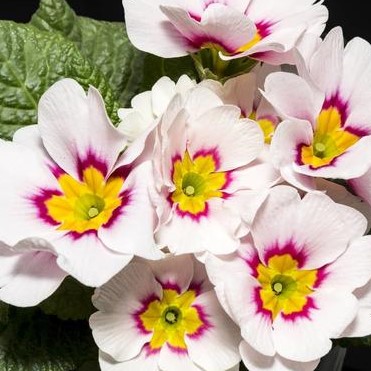 Multi-Color Primula Malacoides Seeds, Primrose Seeds, 100pcs/pack