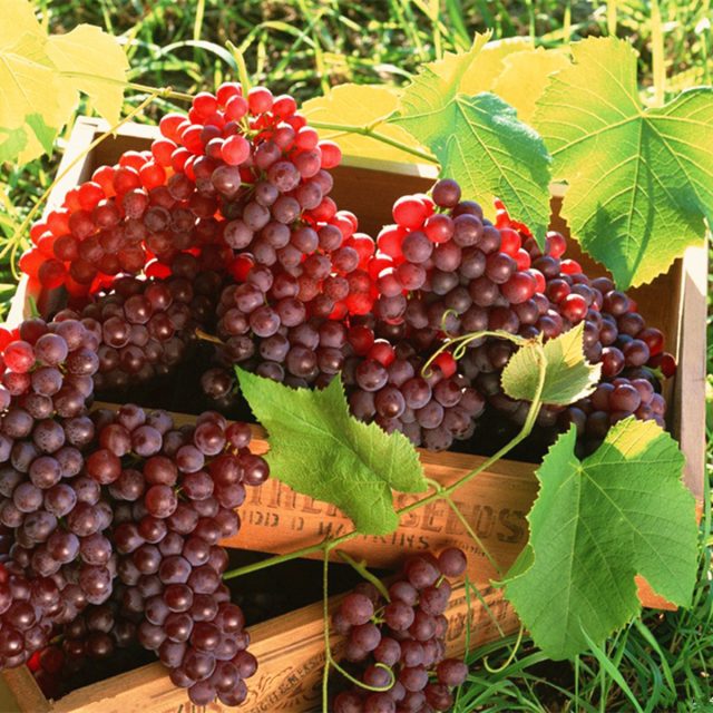Red Grape Seeds, 100pcs/pack