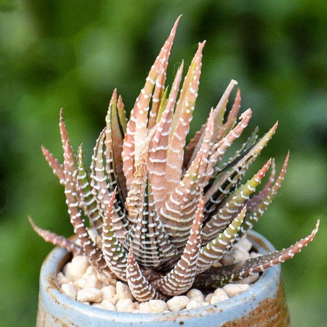 Vegetables and fruit seeds Aloe vera seeds edible beauty cosmetic Bonsai plants Seeds for home garden 100PCS