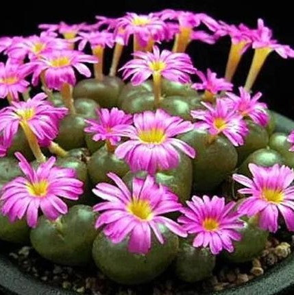 Lithops Pseudotruncatella Seeds, Succulent Seeds, Bonsai plants Seeds for home & garden 100pcs/pack