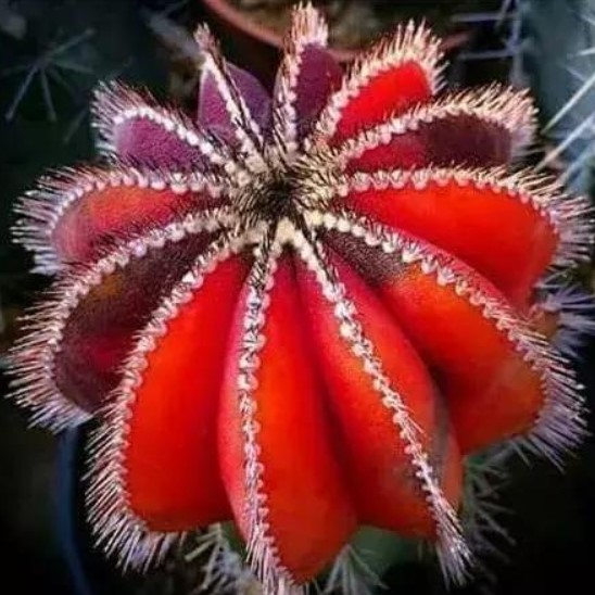 200pcs/bag Mixed Astrophytum Cactus Seeds Succulents Plants Bonsai Seeds for Home Garden Potted Plant Flower