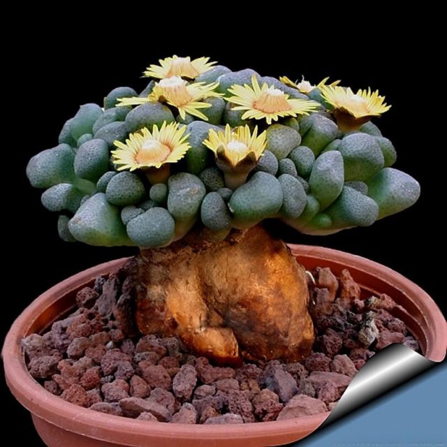 Semillas De Flores 100 Seed/Pack Succulents Raw Stone Cactus Seeds Stems Tetragonia Potted Flowers Fleshy