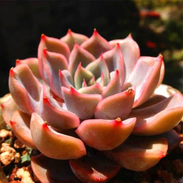 100/bag Mix Succulent seeds lotus Lithops Pseudotruncatella Bonsai plants Seeds for home & garden Flower pots planters