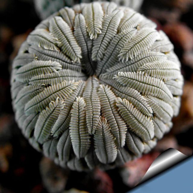 200pcs/lot Mixed Astrophytum Cactus Seeds Succulents Plants Bonsai Seeds DIY Home Garden Potted Plant Flower