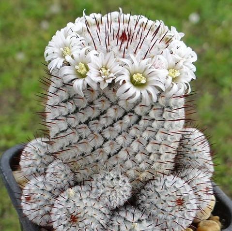 200pcs/lot Mixed Astrophytum Cactus Seeds Succulents Plants Bonsai Seeds DIY Home Garden Potted Plant Flower