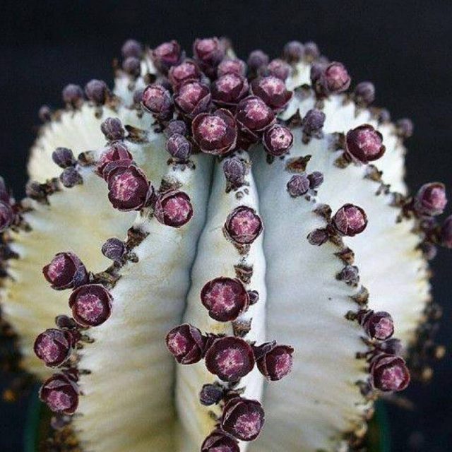 100% Real cactus seeds, astrophytum asterias rare succulent seed,bonsai flower seeds, indoor plant for home garden – 100 pcs/pack