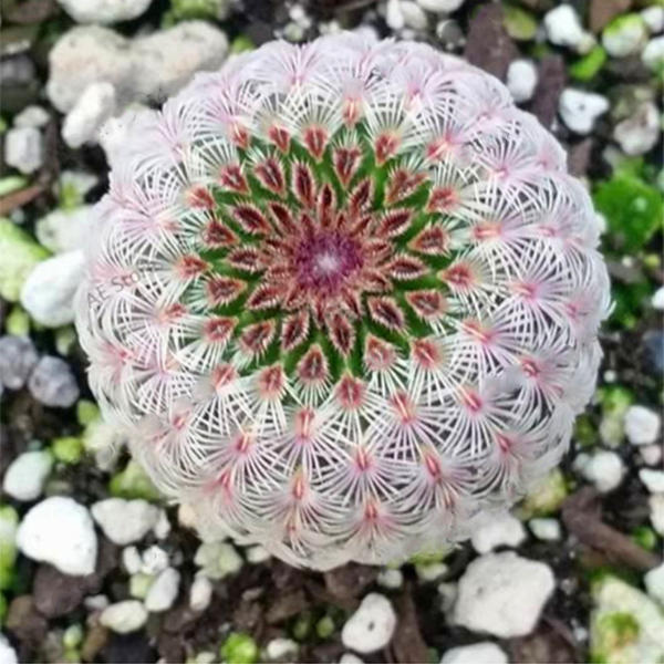 100% Real cactus seeds, astrophytum asterias rare succulent seed,bonsai flower seeds, indoor plant for home garden – 100 pcs/pack