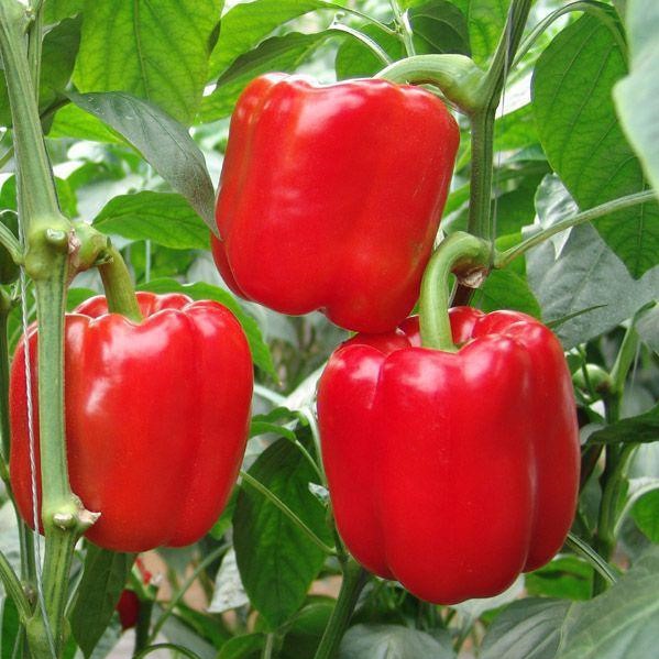 Organic Rainbow Bell Pepper Seeds, 100pcs/pack
