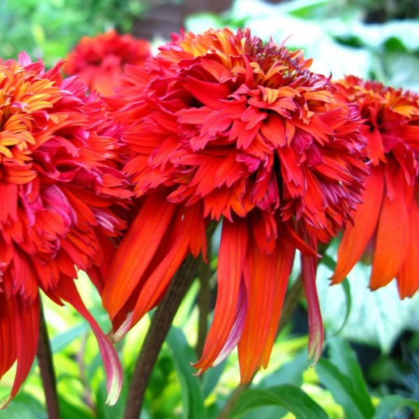 Red Echinacea Seeds, 100pcs/pack