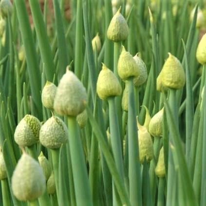 Green Onion Seeds, Vegetable Seeds, 100pcs/pack
