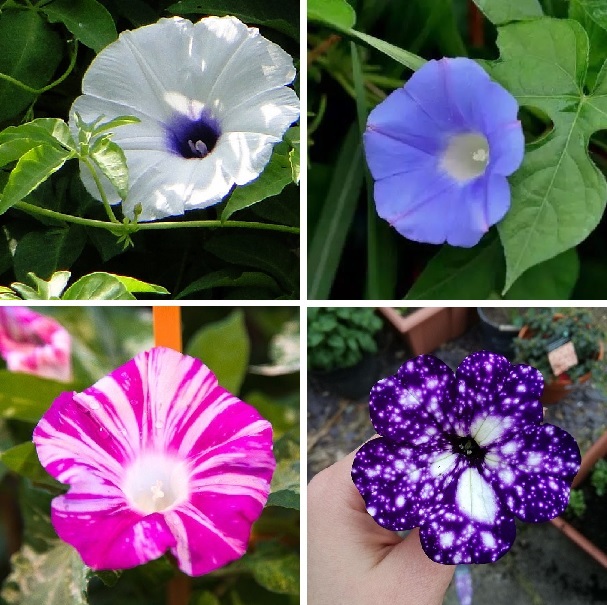 9 Varieties Morning Glory Flower Seeds, Rare Galaxy Morning Glory, 50pcs/pack